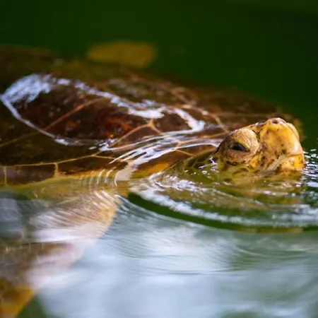 Villa Duman 1 Dalyan