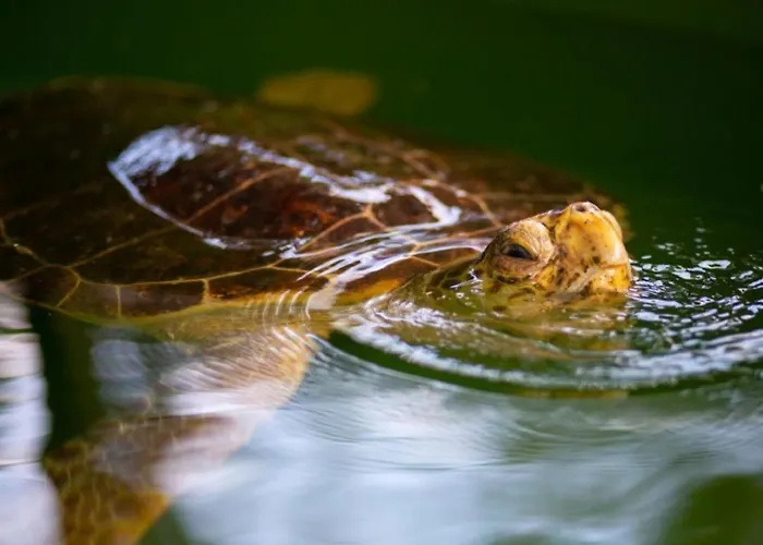 Villa Duman 1 Dalyan